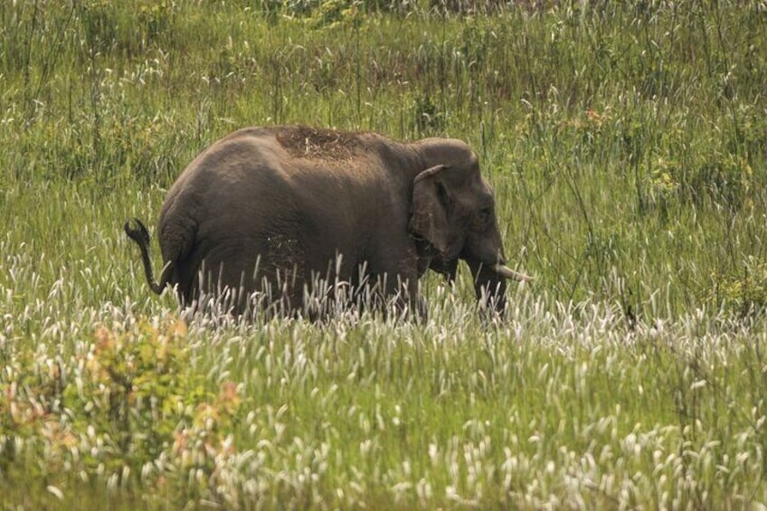 Full-Day Tour to Khao Yai National Park 