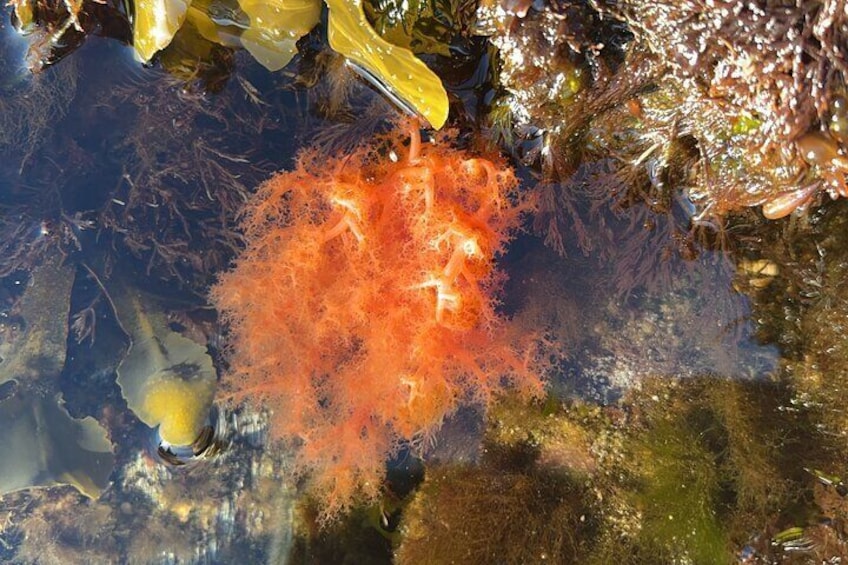 Low Tide Excursion & Totem Bight Park