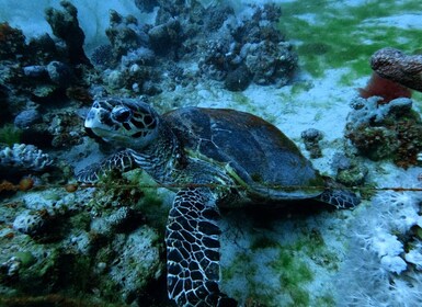 Rode Zee van Aqaba: 2 begeleide duiken vanaf de kust