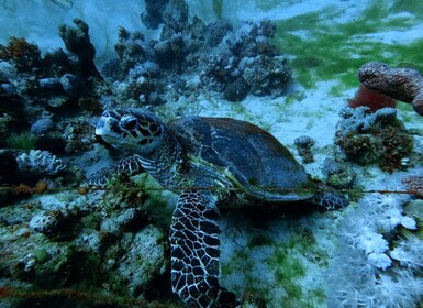 Aqabas Rotes Meer: 2 geführte Tauchgänge vom Ufer aus