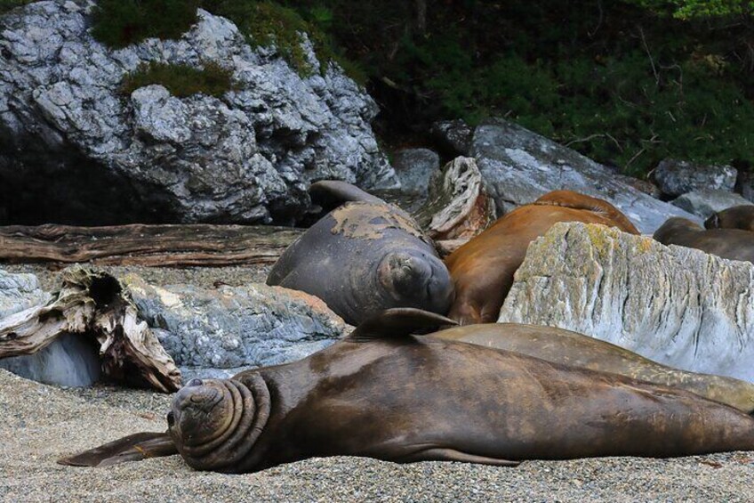 Excursión extra de medio día para colonia de Elefantes Marinos