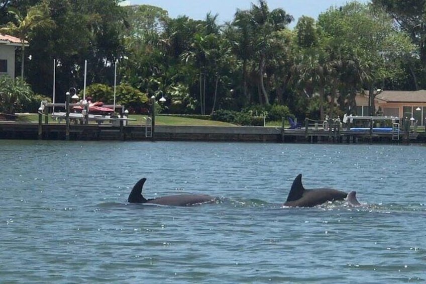 Siesta Key Guided Eco Tour