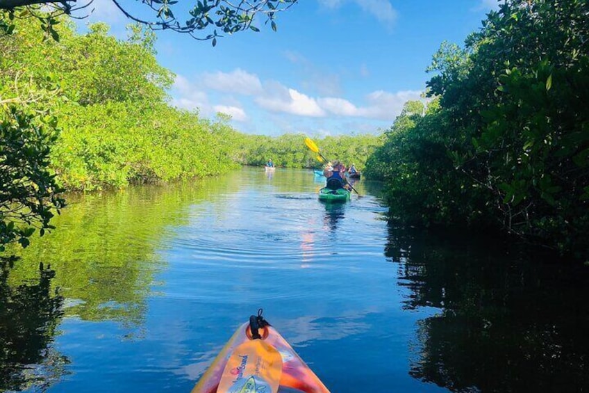 Siesta Key Guided Eco Tour