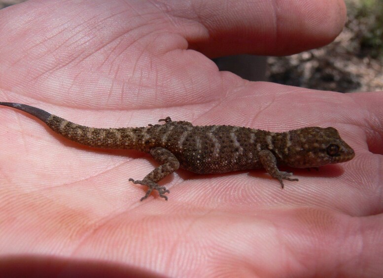 Picture 1 for Activity 5-Day SA Outback Eco Tour from Coober Pedy to Adelaide