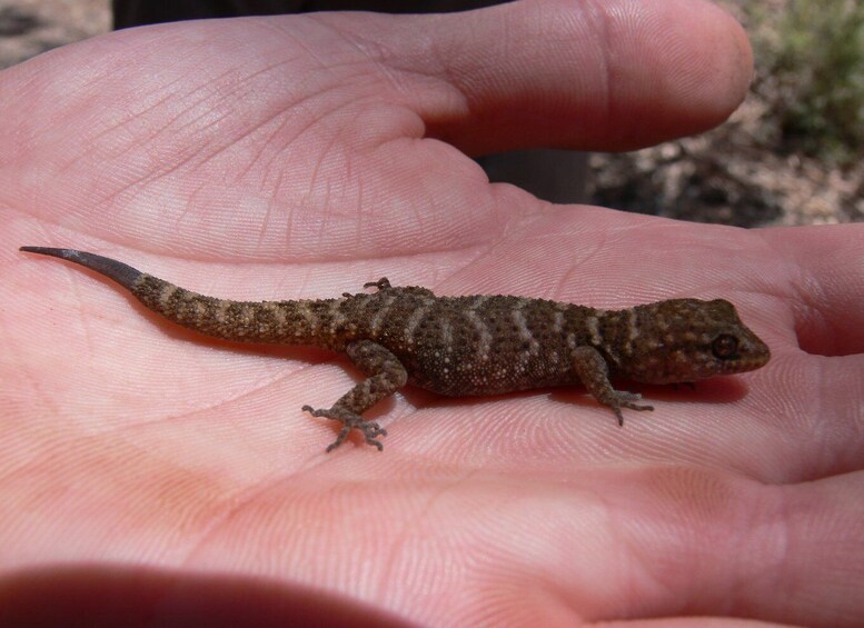 Picture 1 for Activity 5-Day SA Outback Eco Tour from Coober Pedy to Adelaide