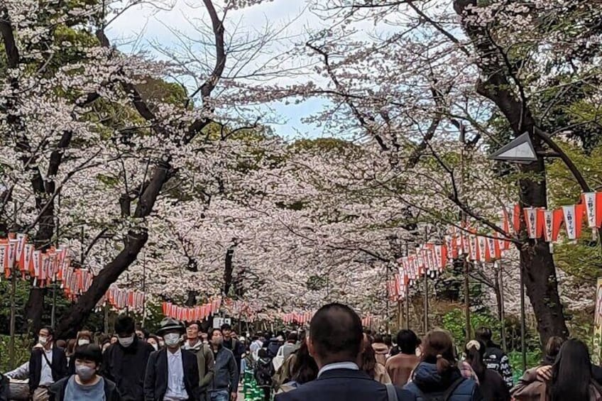 The Ueno Koen is a beautiful place to see the Cherry Blossoms Blooming every spring! 