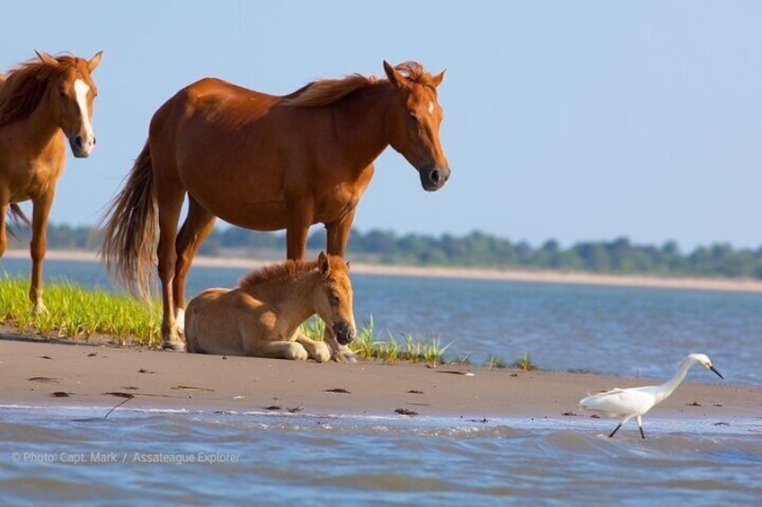 Sunset Wildlife Cruise along Assateague & Chincoteague Island