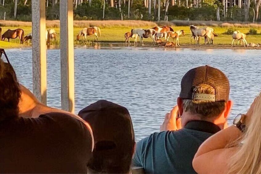 Sunset Wildlife Cruise along Assateague & Chincoteague Island