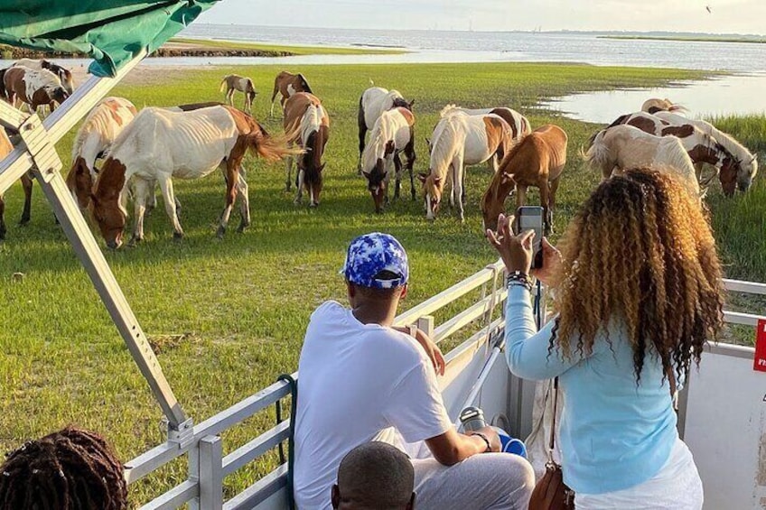 Sunset Wildlife Cruise along Assateague & Chincoteague Island