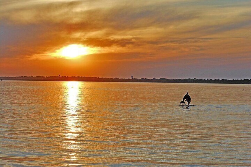 Sunset Wildlife Cruise along Assateague & Chincoteague Island