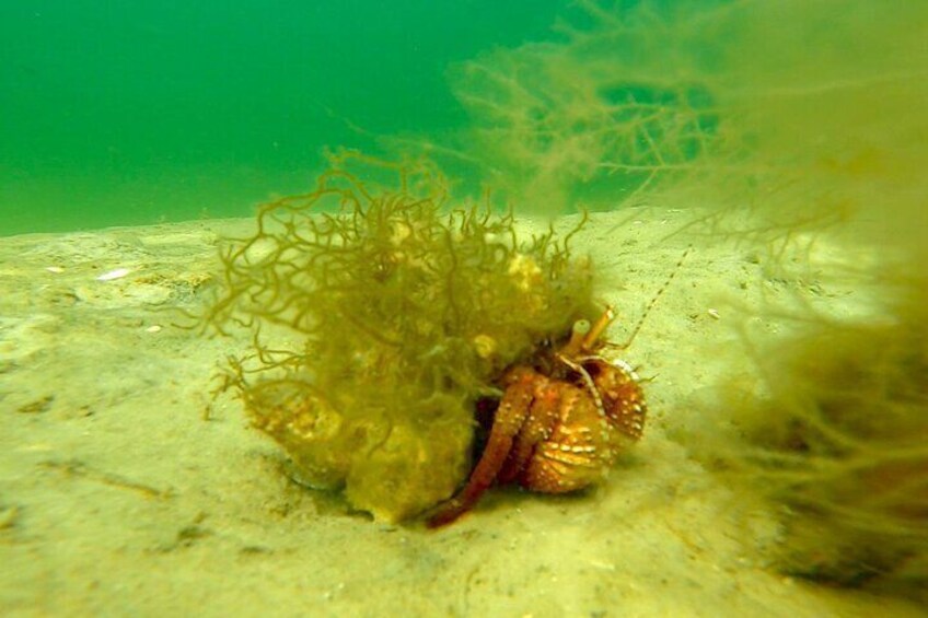 Snorkeling, Dolphin and Wildlife Sightings at St. Andrews Bay