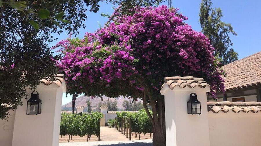 Private Tour to Viña Santa Rita