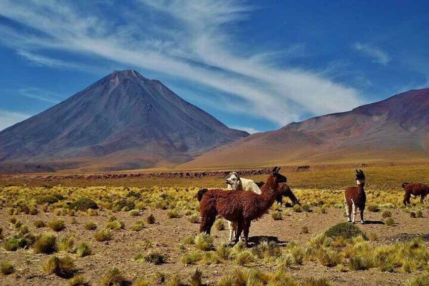 Full Day Tour to the Atacama Salt Flats