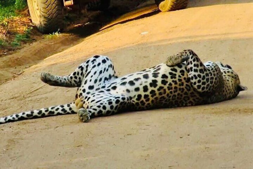 Yala National Park Leopard Safari 
