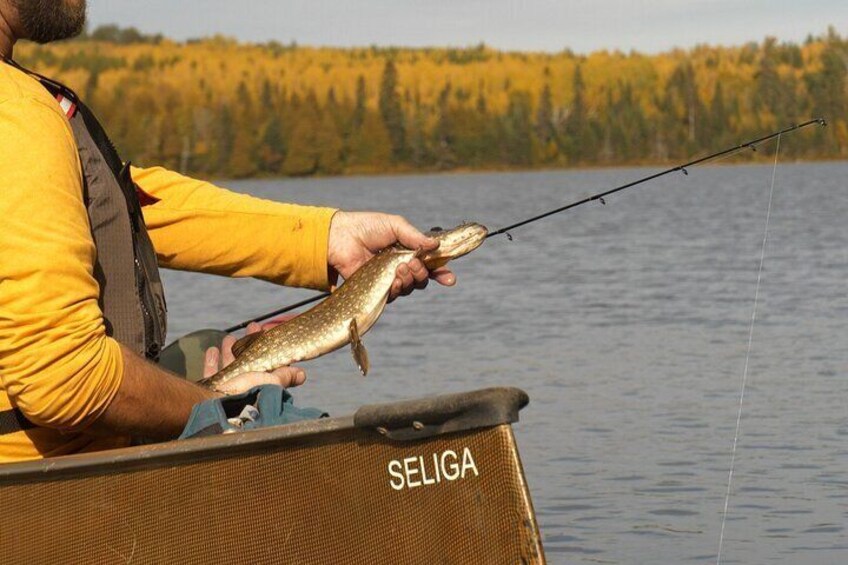 Canoe Fishing Wilderness Lakes, Lutsen and Grand Marais