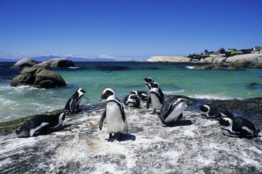 4 Day Luxury Garden Route & Addo National Park Tour From CapeTown