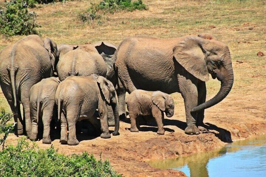 4 Day Garden Route & Addo National Park Tour From CapeTown