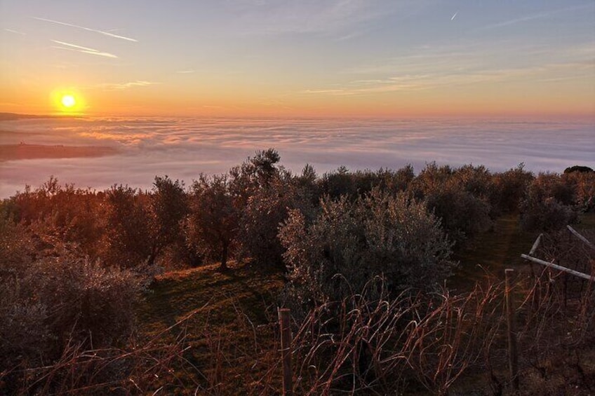 Olive Oil Tasting on The Hills of Valpolicella