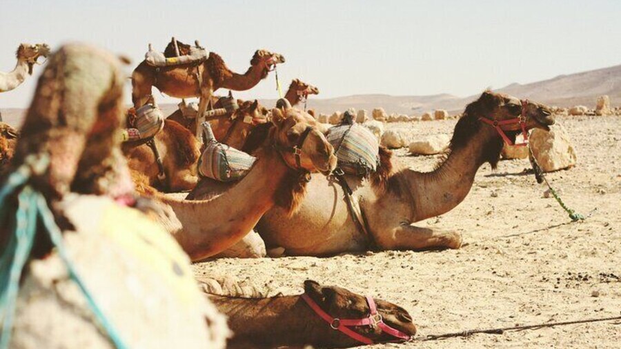 Travel To Jericho & Jordan River Half Day Tour From Jerusalem