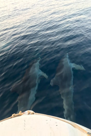 Picture 5 for Activity Fazana: Guided Dolphin Watching Sightseeing Cruise at Sunset