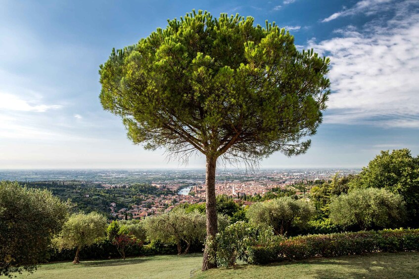 Picture 5 for Activity Verona: Wine Tasting with Snacks and Panoramic City Views