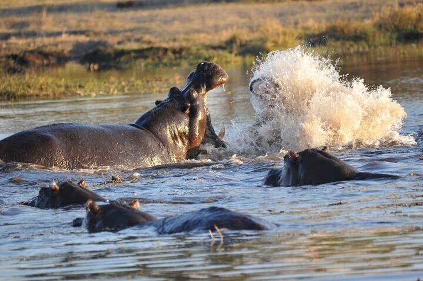 Mokoro Full Day Trip-Okavango Delta