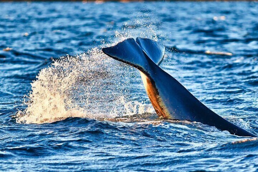 Summer Whale Watching in Magic Bleik (Andøy, Vesterålen)