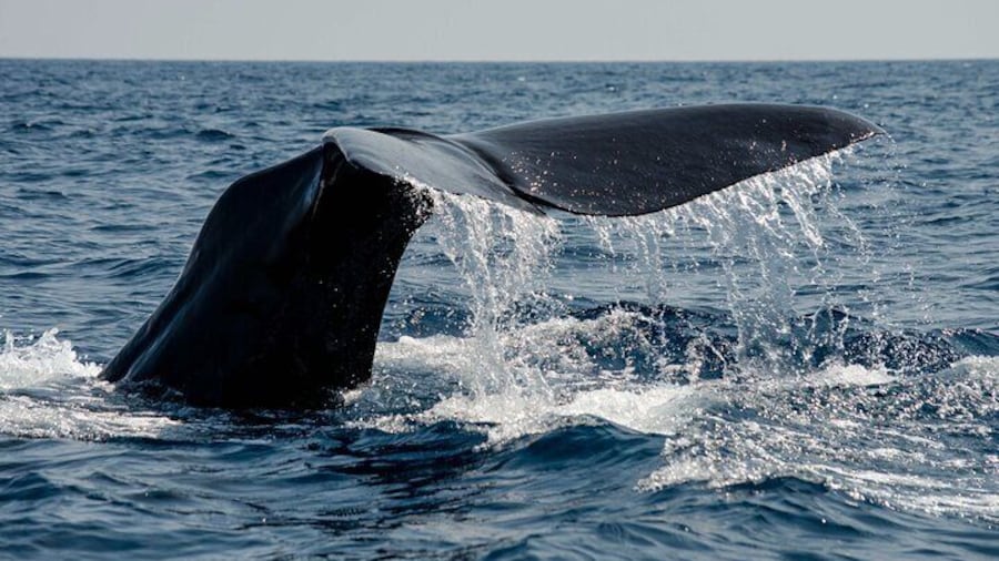 Summer Whale Watching in Magic Bleik