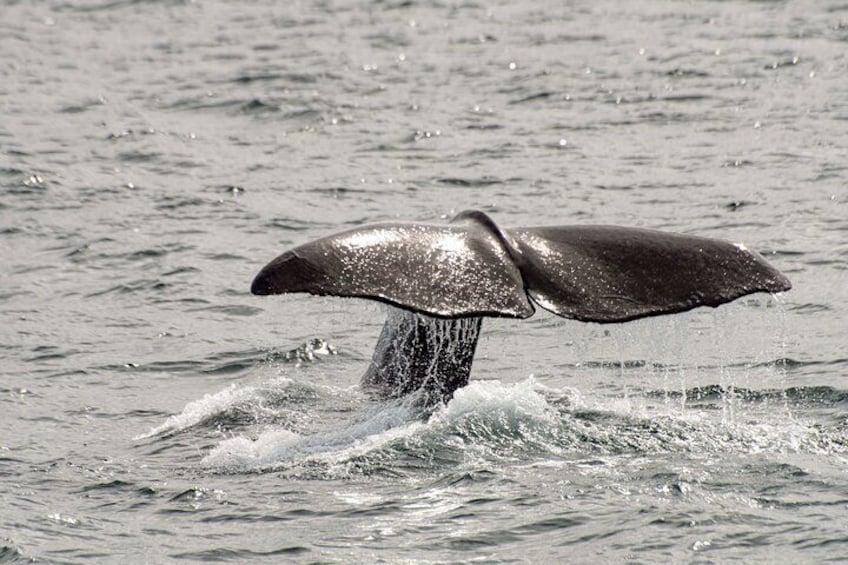Summer Whale Watching in Magic Bleik (Andøy, Vesterålen)