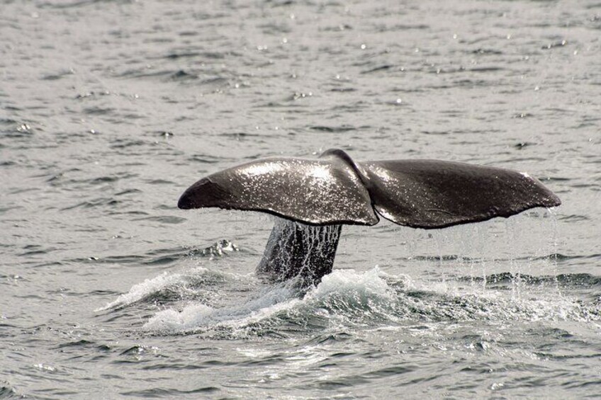 Summer Whale Watching in Magic Bleik (Andøy, Vesterålen)