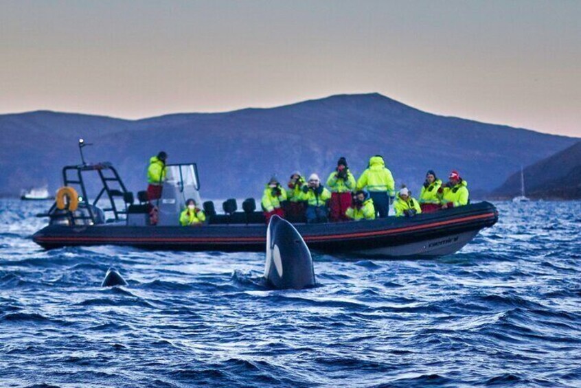 Summer Whale Watching in Magic Bleik (Andøy, Vesterålen)