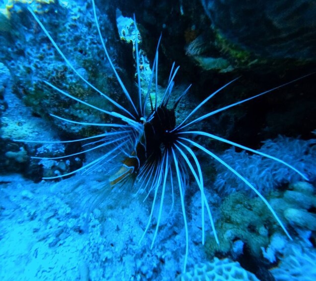 Picture 5 for Activity Aqaba: Private Introductory Red Sea Dive from the Shore