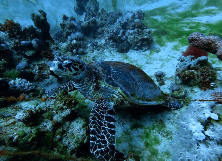 Aqaba: Private Introductory Red Sea Dive from the Shore