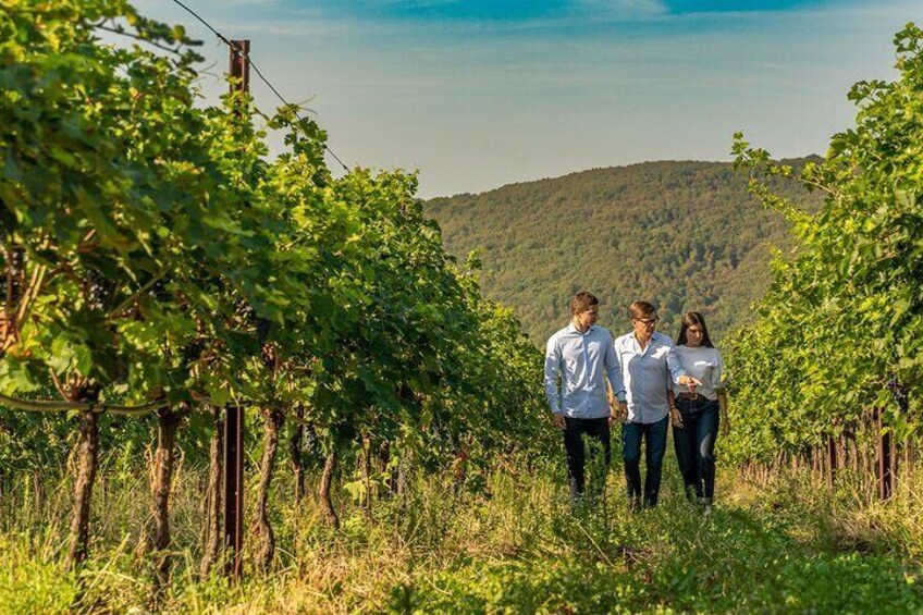 Tasting of Valpolicella Wines Tradition and Modernity