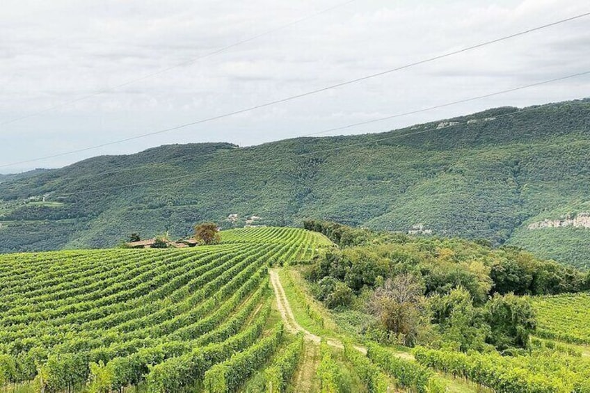 Tasting of Valpolicella Wines Tradition and Modernity