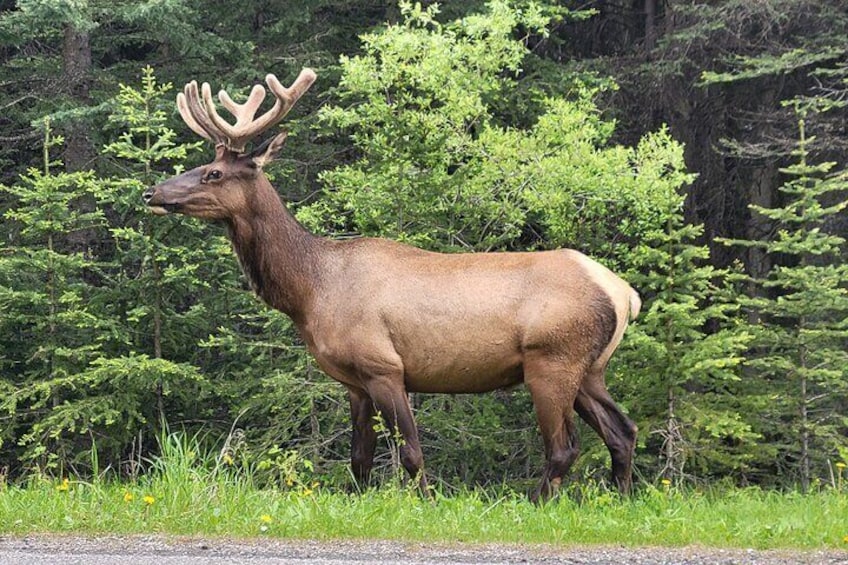 2 Day Guided Tour in Banff National Park