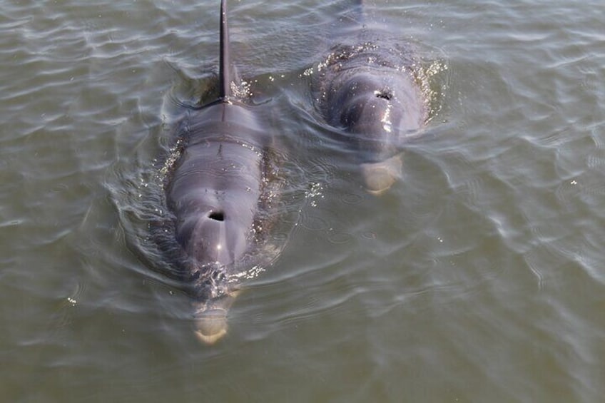 Folly Beach Eco Boat Excursion and Morris Island Drop Off