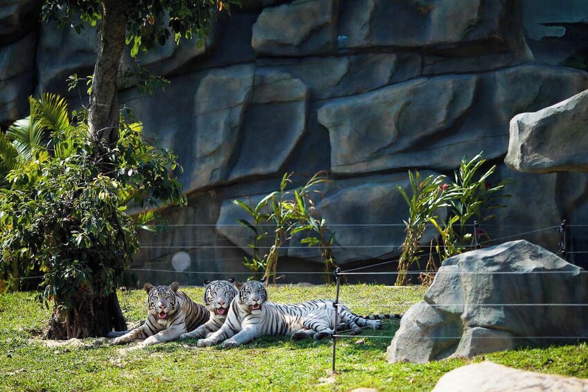 River Safari With Candle-lit Beach Dinner From Hoi An