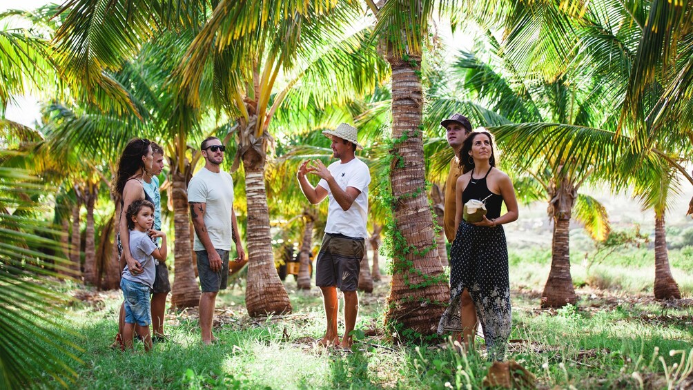SmallGroup Coconut Farm Tasting Tour