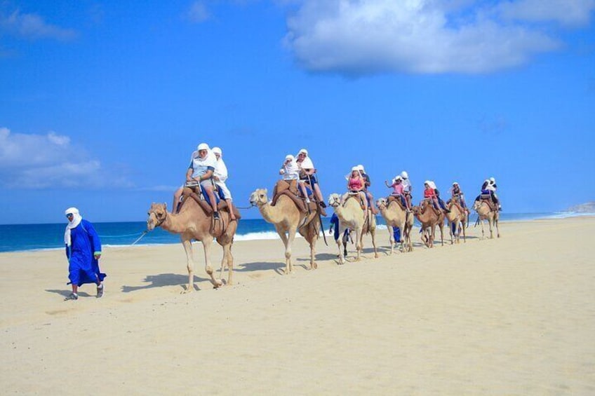 Half Day Guided Camel Safari and Eco Farm in Cabo San Lucas