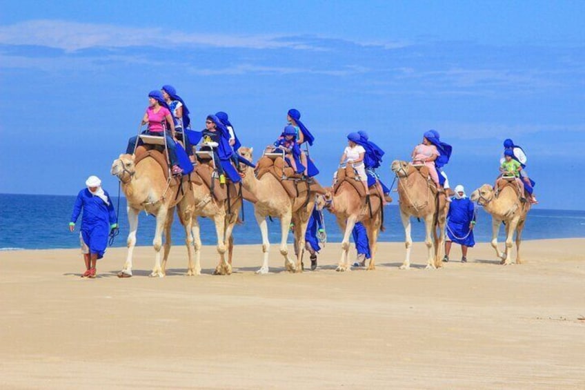 Half Day Guided Camel Safari and Eco Farm in Cabo San Lucas