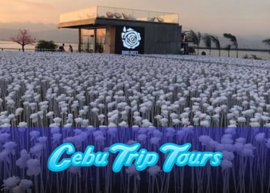 フィリピン：プライベート セブ シティ ツアー & 10,000 本のバラとディナー