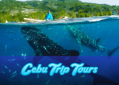 Filipinas: viaje privado con tiburones ballena en Oslob, Cebú