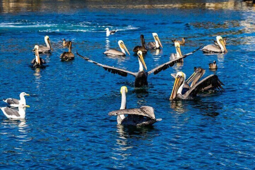 Glass Bottom Boat Ride in Redondo Beach