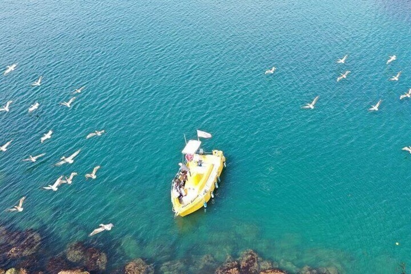 Glass Bottom Boat Ride in Redondo Beach