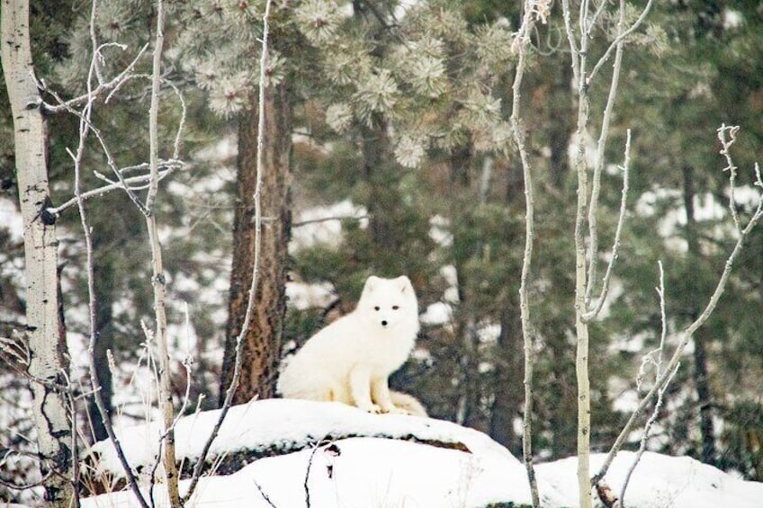 Discover Whitehorse with Northern Lights and Yukon Wildlife Tour