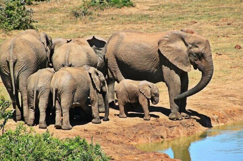 5-Day Private Tour in Cape Town and Addo National Park