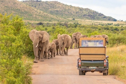 Pilanesberg National Park Full Day Safari Shared Tour from Johannesburg
