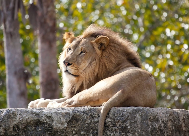 Pafos Zoo Visit & Blue Lagoon Cruise - Limassol