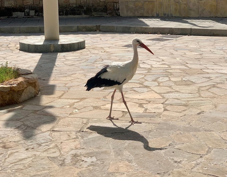 Pafos Zoo Visit & Blue Lagoon Cruise - Limassol